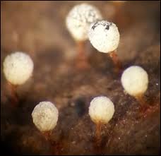 Attēlu rezultāti vaicājumam “Physarum bitectum sessile”