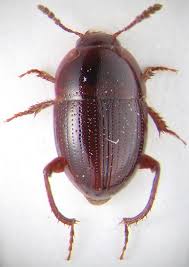 Attēlu rezultāti vaicājumam “Leiodidae”