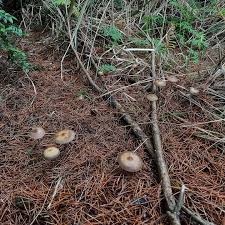 Attēlu rezultāti vaicājumam “Gloiodon strigosus”