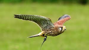 Attēlu rezultāti vaicājumam “Falco tinnunculus adult”