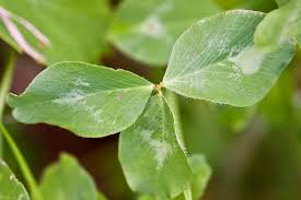Attēlu rezultāti vaicājumam “Trifolium pratense leaf”