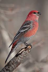 Attēlu rezultāti vaicājumam “Pinicola enucleator”