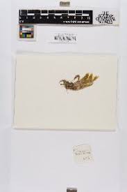 Attēlu rezultāti vaicājumam “Pseudocalliergon turgescens”