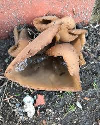 Attēlu rezultāti vaicājumam “Peziza repanda”