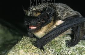 Attēlu rezultāti vaicājumam “Vespertilio murinus”