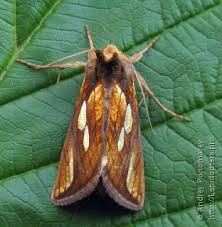 Attēlu rezultāti vaicājumam “Plusia festucae”