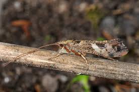 Attēlu rezultāti vaicājumam “Glyphotaelius pellucidus”