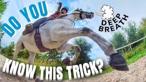 Image result for Jp-Sheffield Eventing