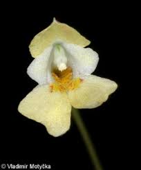 Attēlu rezultāti vaicājumam “Impatiens parviflora fruit”