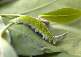 Attēlu rezultāti vaicājumam “Apatura iris”