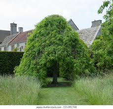 Attēlu rezultāti vaicājumam “Fraxinus excelsior Pendula female flower”