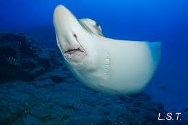 Image result for Aetomylaeus bovinus