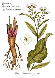 Attēlu rezultāti vaicājumam “Armoracia rusticana bud”