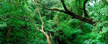 Výsledek obrázku pro yungas