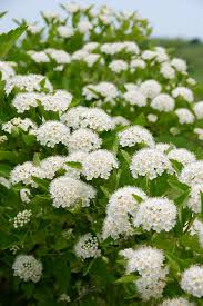 Attēlu rezultāti vaicājumam “Physocarpus opulifolius”