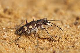 Attēlu rezultāti vaicājumam “Cicindela hybrida”