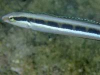 Image result for Mustelus antarcticus