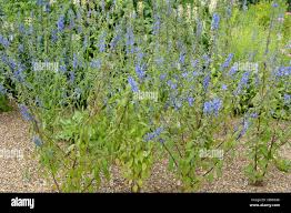 Image result for Campanula americana