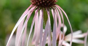 Image result for Echinacea pallida