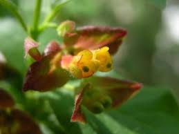 Attēlu rezultāti vaicājumam “Lonicera caerulea var. pallasii flower”