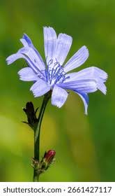 Image result for Zichorie