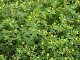 Attēlu rezultāti vaicājumam “Trifolium dubium flower”