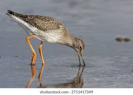 Attēlu rezultāti vaicājumam “Tringa totanus adult”