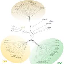 Attēlu rezultāti vaicājumam “Salix Vetrix”