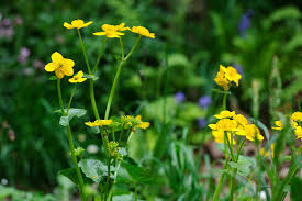 Attēlu rezultāti vaicājumam “Caltha palustris flower”