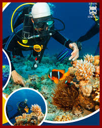 Image result for S England Dive Devil