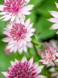 Attēlu rezultāti vaicājumam “Astrantia major fruit”