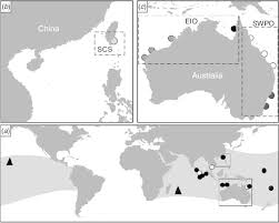 Image result for Istiompax indica