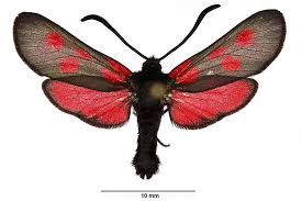 Attēlu rezultāti vaicājumam “Zygaena viciae”