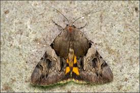 Attēlu rezultāti vaicājumam “Catocala fulminea”