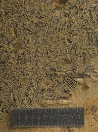 Attēlu rezultāti vaicājumam “Phaeographis dendritica”