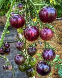 Afbeeldingsresultaat voor marizol purple tomato