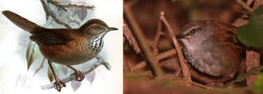 Image result for Locustella certhiola