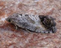 Attēlu rezultāti vaicājumam “Cydia splendana”