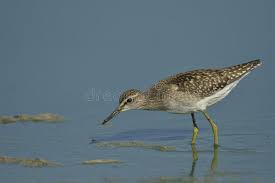 Attēlu rezultāti vaicājumam “Tringa glareola”