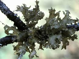 Attēlu rezultāti vaicājumam “Tuckermannopsis chlorophylla”