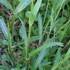Attēlu rezultāti vaicājumam “Lychnis flos-cuculi”