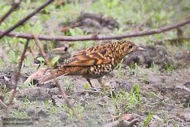 Image result for Zoothera dauma