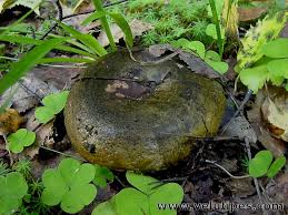 Attēlu rezultāti vaicājumam “Lactarius necator”