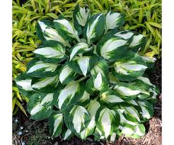 Image result for Hosta Warpaint