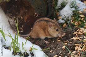Attēlu rezultāti vaicājumam “Apodemus agrarius”