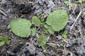 Attēlu rezultāti vaicājumam “Rorippa amphibia leaf”