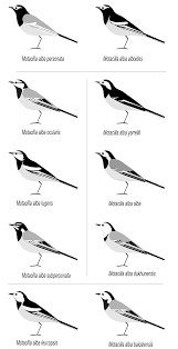 Attēlu rezultāti vaicājumam “Motacillidae”