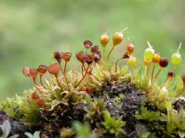 Attēlu rezultāti vaicājumam “Bryum weigelii macro”