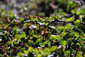 Attēlu rezultāti vaicājumam “Betula nana leaf”