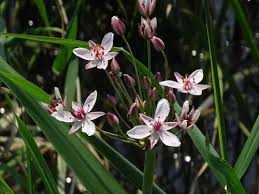 Attēlu rezultāti vaicājumam “Butomus umbellatus bud”